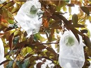 Tiền Giang: Quản lý tổng hợp để ngăn ruồi đục trái trên cây vú sữa